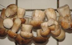 Грибы сушеные - калорийность, польза и вред Сухие белые грибы как готовить