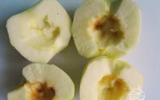 Самая вкусная простая шарлотка с яблоками в духовке – рецепт с фото пошагово