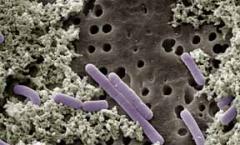 Молочнокислые бактерии — маленькие помощники большого организма